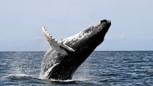 Humpback whale breaching off the coast of Oahu