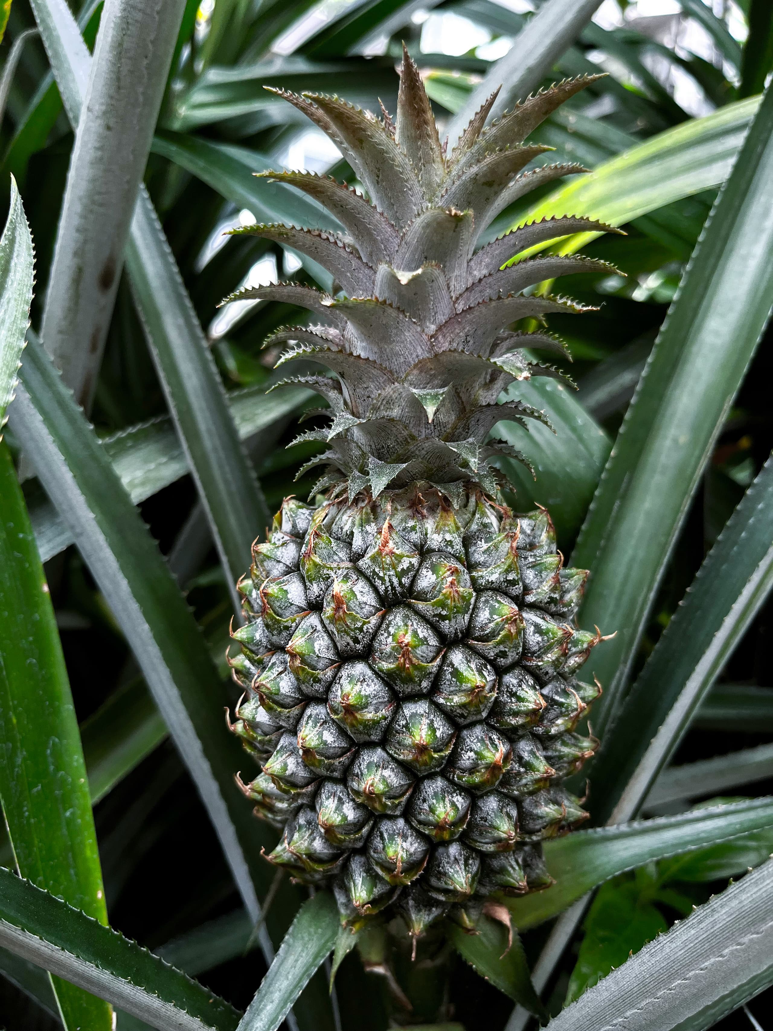 Pineapple growing on the plant in Oahu's central plains