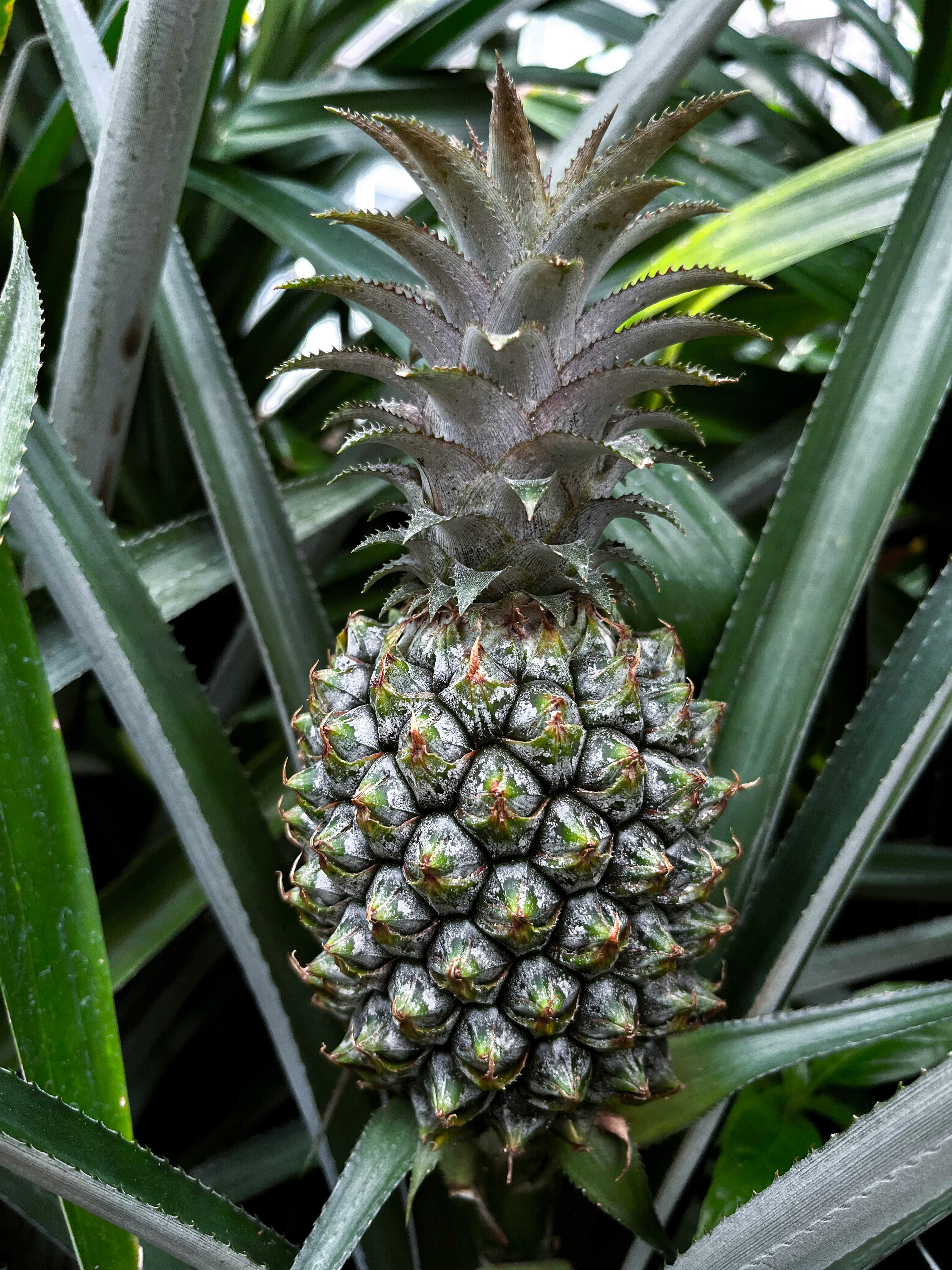 Dole Pineapple Fields